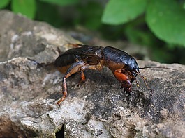 螻蛄,gryllotalpidae,蚱蜢
