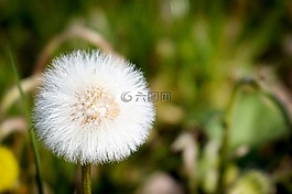 蒲公英,褪色,指出花