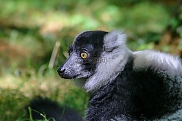 狐猴,動物,野生