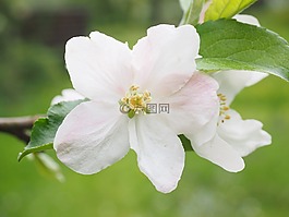 開花,蘋果花,蘋果樹開花