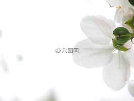 開花,花瓣,蘋果花