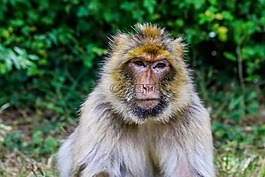 猴子,靈長類動物,動物