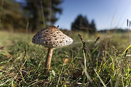 蘑菇,梧桐,秋季