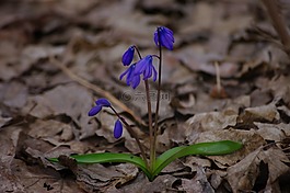 雪花莲,春天,鲜花
