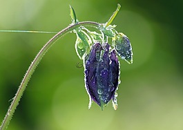 鴿的,開(kāi)花,花