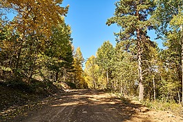 山,樹,秋