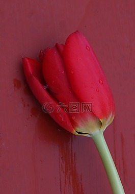 郁金香,花,紅色