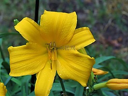 花,黄色,礼来公司