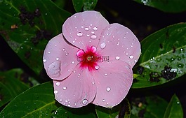 花,雨,露水