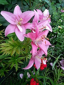 百合,粉紅色,花園