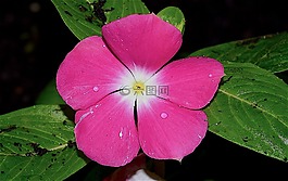 花,雨,露水