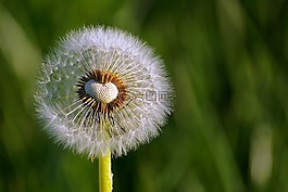 蒲公英,花,關(guān)閉