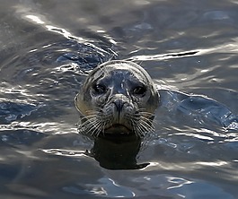 海獅,野生動物,水