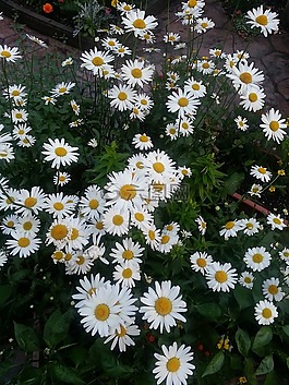 雛菊,白,黃色