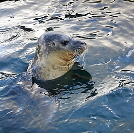 海獅,野生動物,水