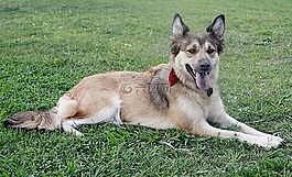 狗,比利時(shí)牧羊犬,犬