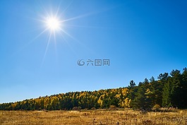 秋,森林,黃色