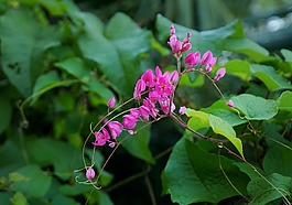 antigonon花,花心碎,一束花