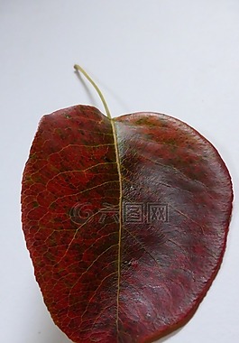葉子,梨,秋季