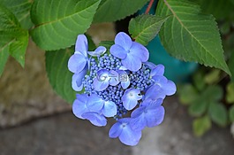 八仙花,鮮花,紫