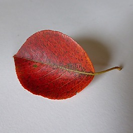 葉子,梨,秋季