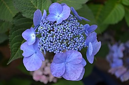 八仙花,鮮花,紫
