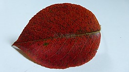 葉子,梨,秋季