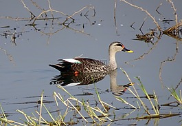 鴨,鳥(niǎo),水禽