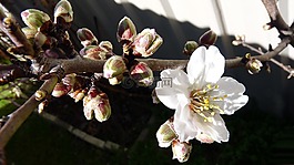 開花,芽,春