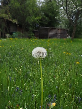 蒲公英,春天,草地
