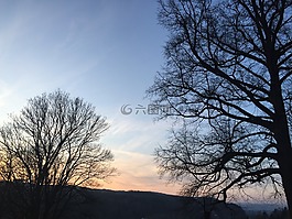樹木,日落,天空