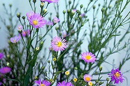 heather,紫色的花,野花
