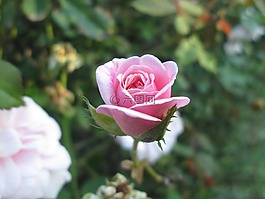 玫瑰,粉紅色,花
