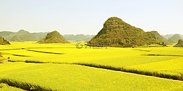 油菜花海,flower,羅平