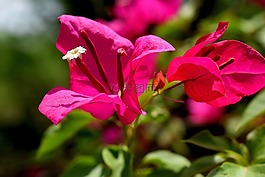 自然,鮮花,紅色