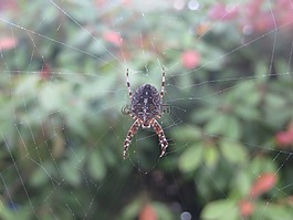 蜘蛛,web,蜘蛛網(wǎng)
