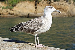 海鷗,海,鳥(niǎo)