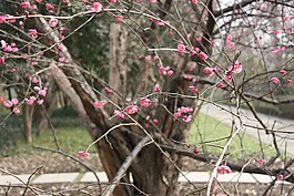 梅花,flower,美景