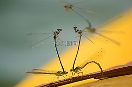 蜻蜓,播放,昆蟲(chóng)