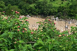 鮮花,野生,自然