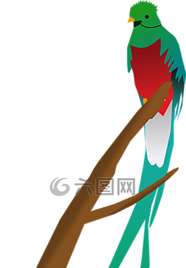 動(dòng)物,鳥,鸚鵡