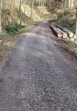 離,森林,森林路徑