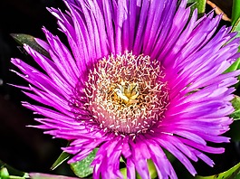 雄蕊,花,自然