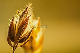 花,黃色,開花