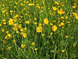 毛茛,指出花,鮮花