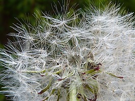 蒲公英,花粉,種子