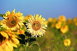 太陽花,開花,黃色