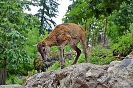 獐鹿,kitz,野生