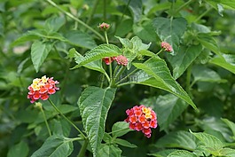 野生花卉,自然,野生