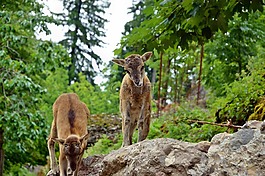 獐鹿,kitz,野生